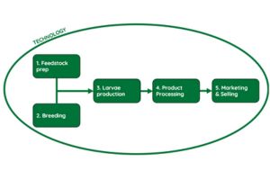 black soldier fly industry segmentation nuffield farming scholarship