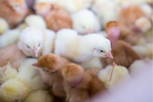 Ceva Animal Health unveil innovation for hatcheries