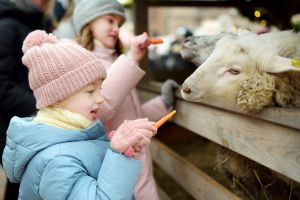 christmas animal petting experience