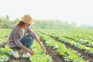 fairtrade commitment creates new opportunities for female farmers