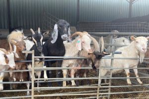 goats from hoof prints miniature haven need new farm