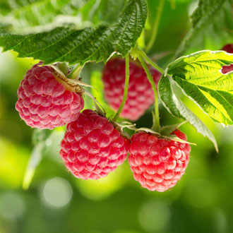 British raspberry season