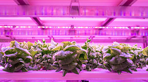 room using vertical farming