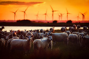 Sheep in a field - rural business show