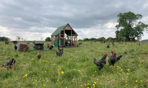 Chickens
