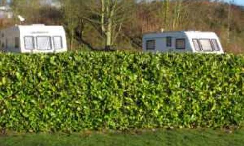 Hedging at a caravan park