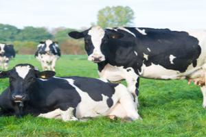 Arla Foods cows in field