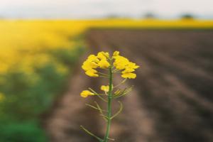 oilseed rape 