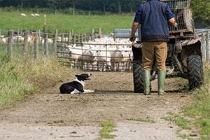 Farmer with Dog