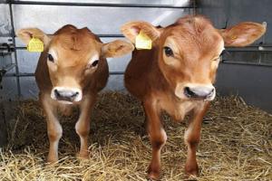 Drusilla Park new calves which need a name