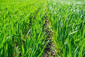 the crunch year for Regenerative Agriculture