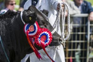 Bull Show