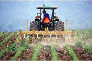 Dry Crops