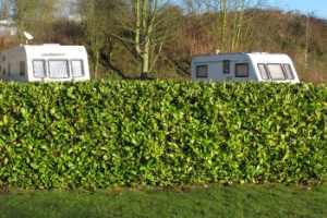 Hedging at a caravan park